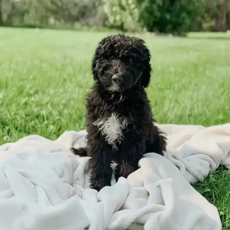 FI Bernedoodles - Puppies for Sale!