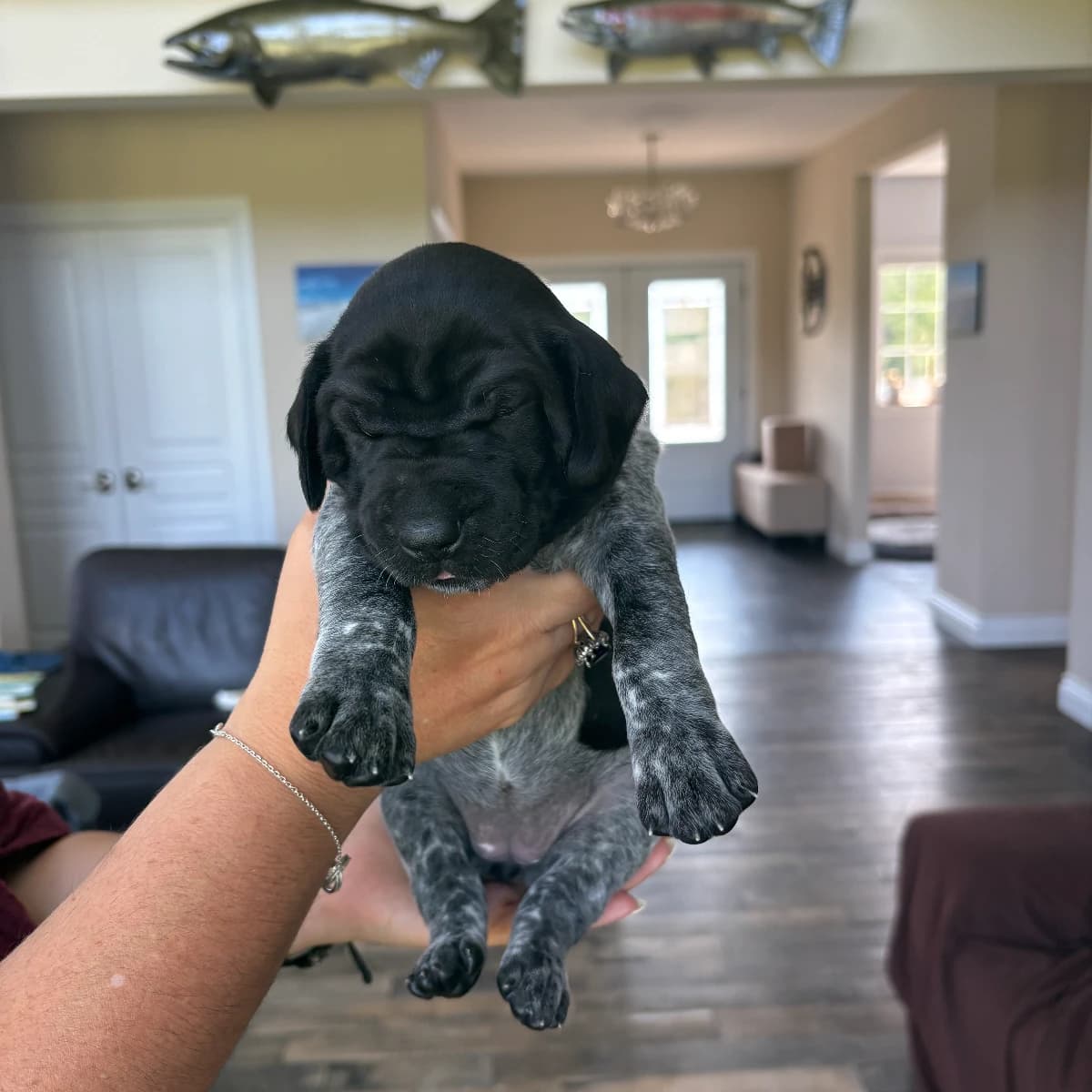Female CKC Registered German Shorthaired Pointer Puppy Available