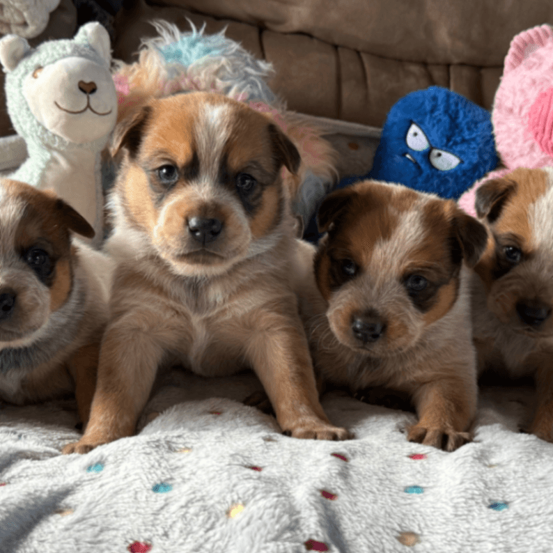 Red and Blue Heeler Puppies