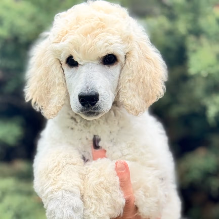 Exceptional white Standard poodle available