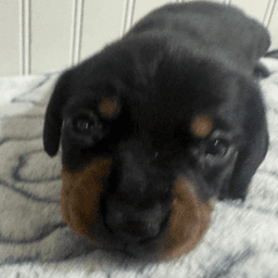 Miniature Dachshund