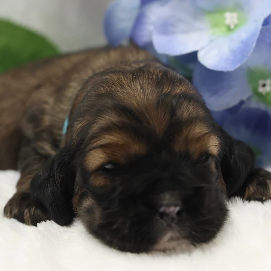 American Cocker Spaniel ~Snickers