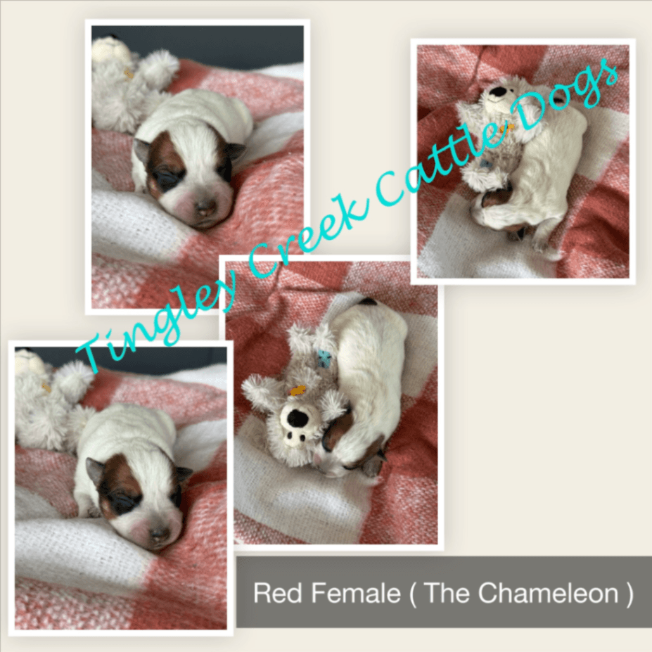 Red and Blue Heeler Puppies