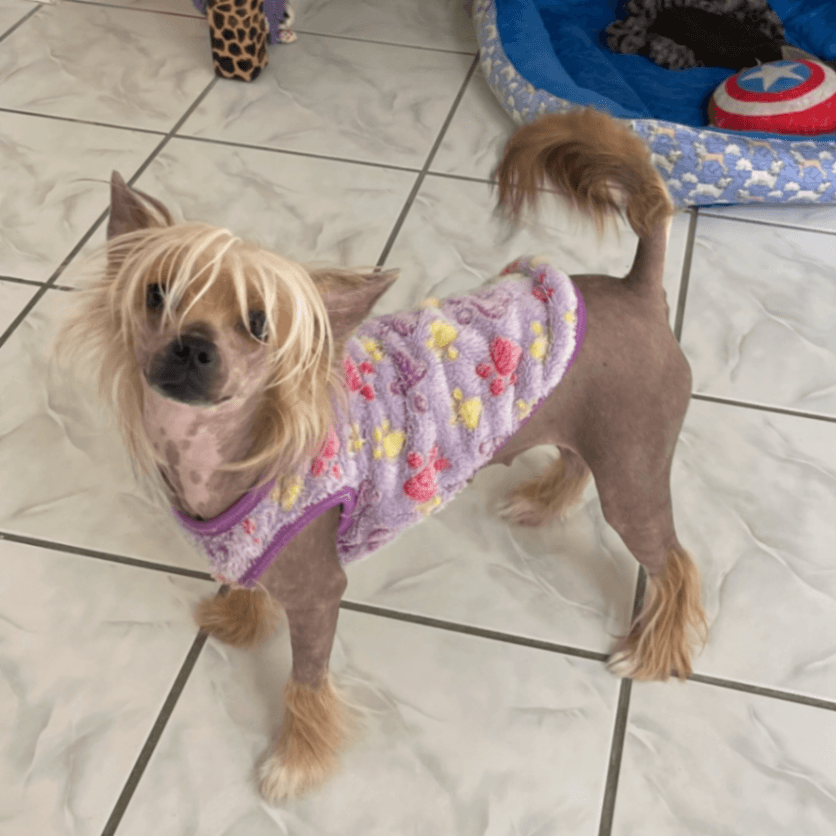 Fiya is now available to loving family