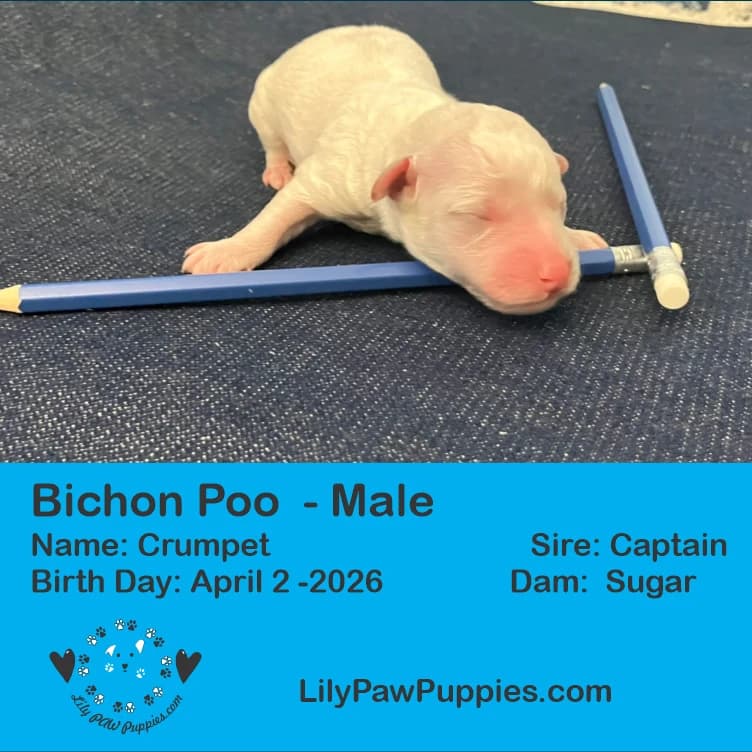 RESERVED - Adorable White Bichon Poo - Crumpet- Male