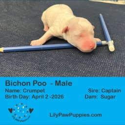 Adorable White Bichon Poo - Crumpet- Male