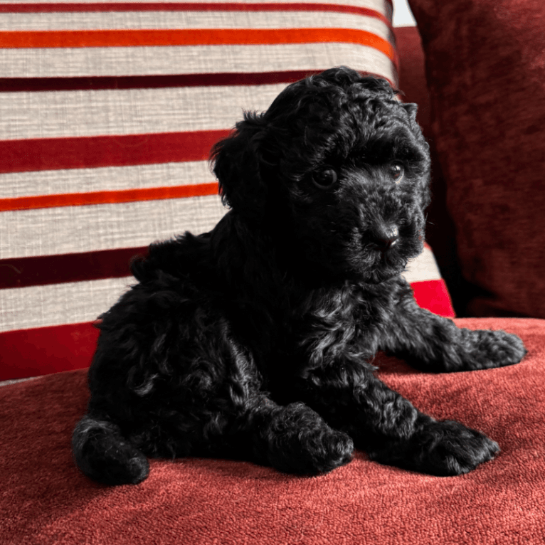 Toy Poodle