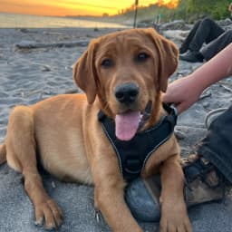 Leo -Goldador (Golden Retriever/Labrador Retriever Cross)