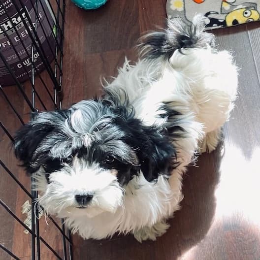 Havanese Puppies