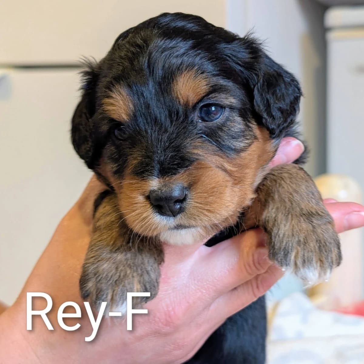 Élevage Pattes d'ours _ Rey (purple)