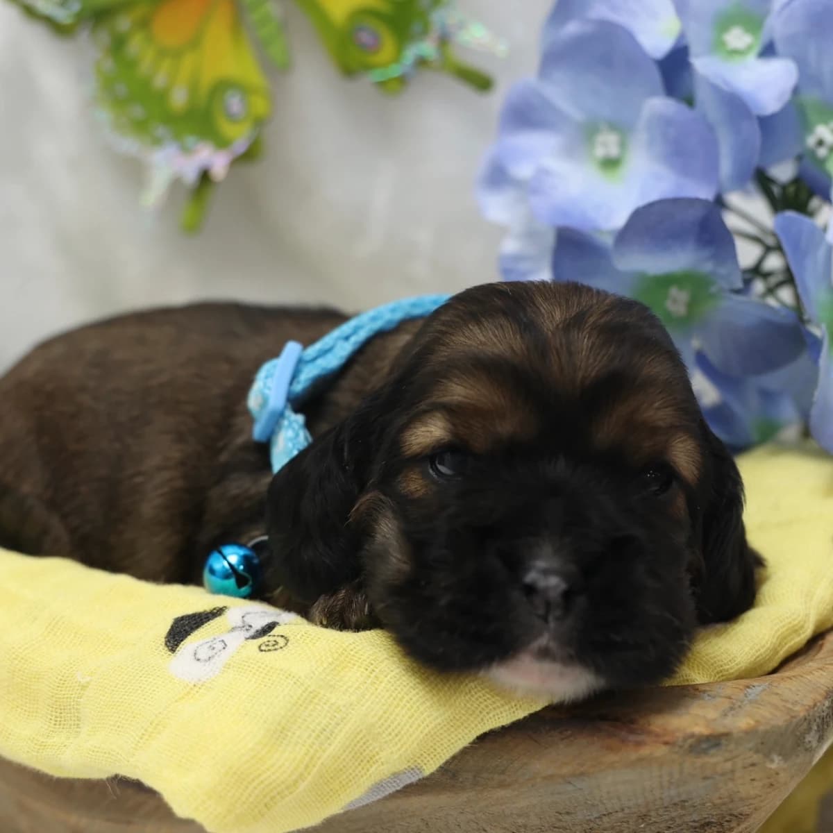 American Cocker Spaniel ~Snickers