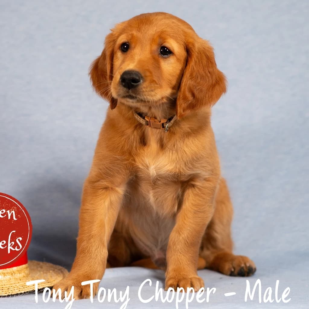 CKC Registered Field-Bred Golden Retriever Puppy