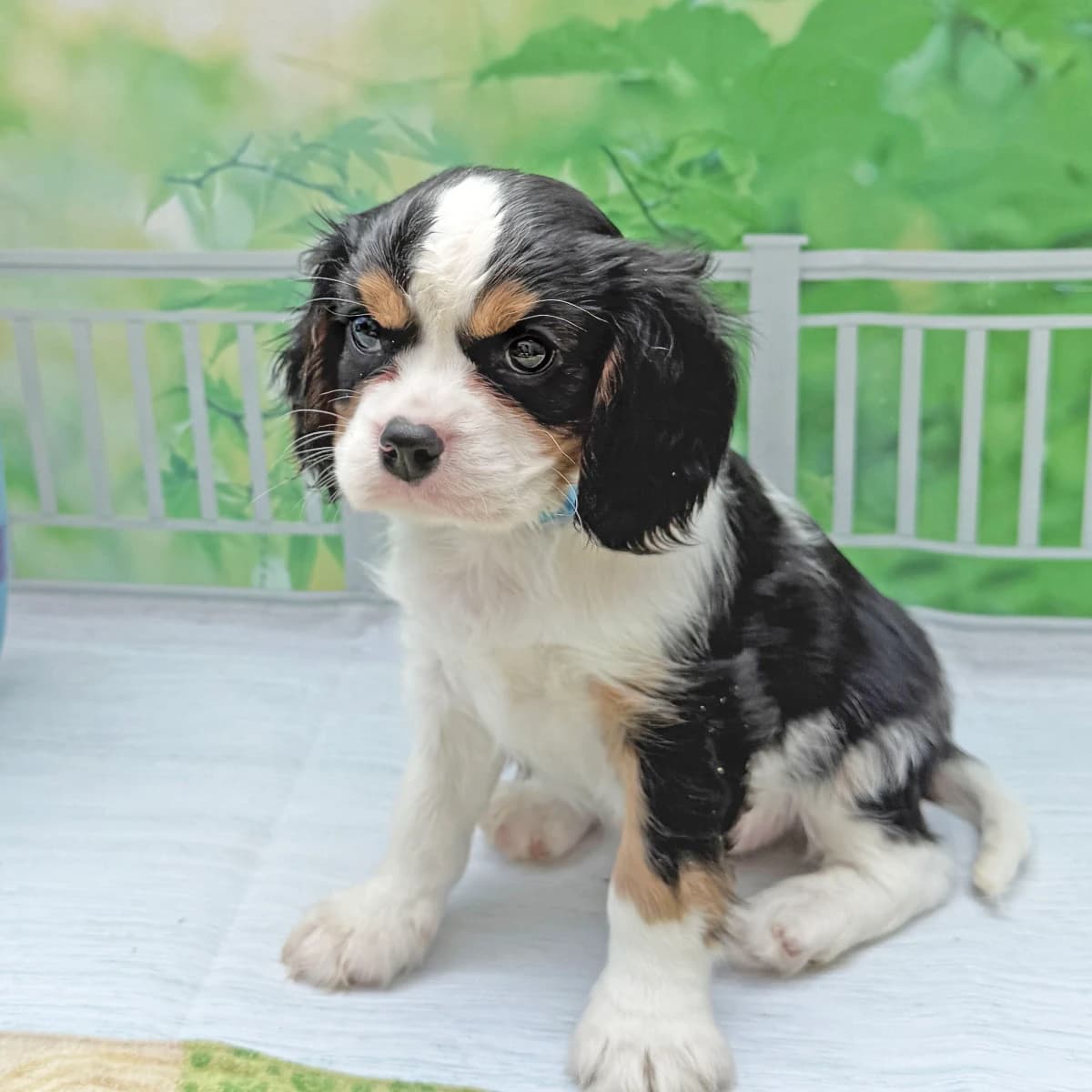 Cavalier -- "Light Blue Boy"