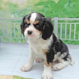 Cavalier -- "Light Blue Boy"