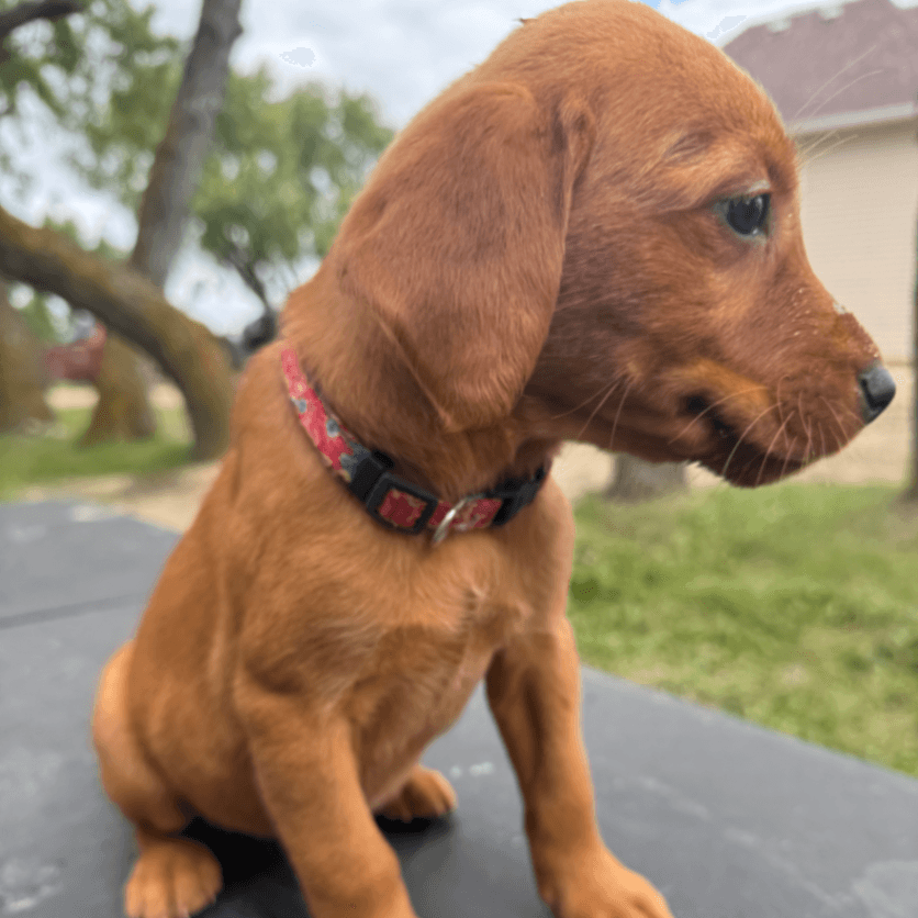 CKC Registered Fox Red Lab