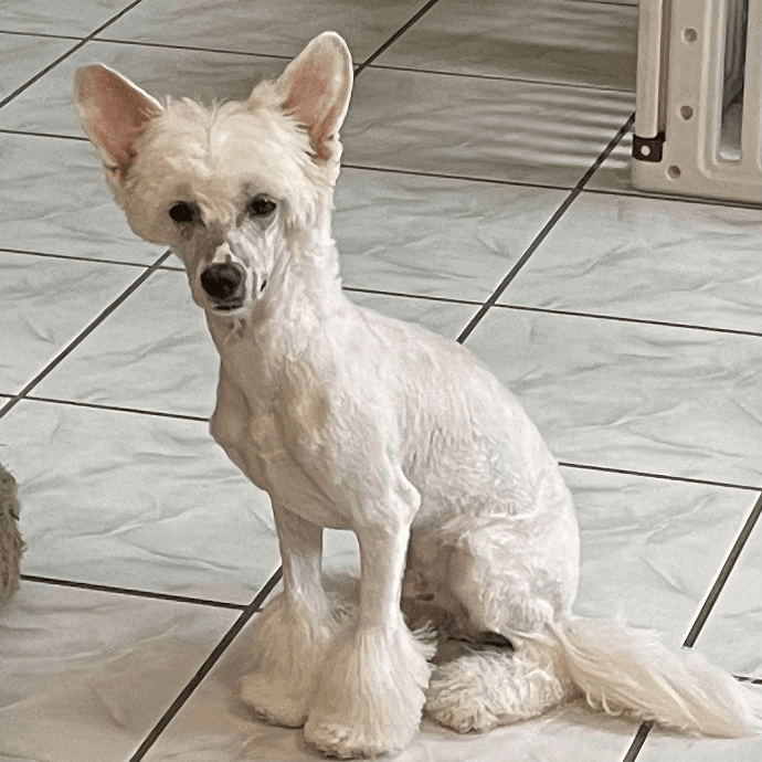 Powderpuff male looking for his loving home.