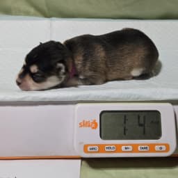 F3 pomsky puppy