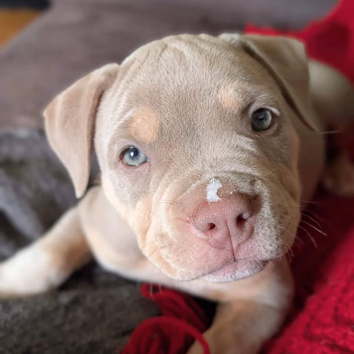 Pure Bred American Bully Puppies