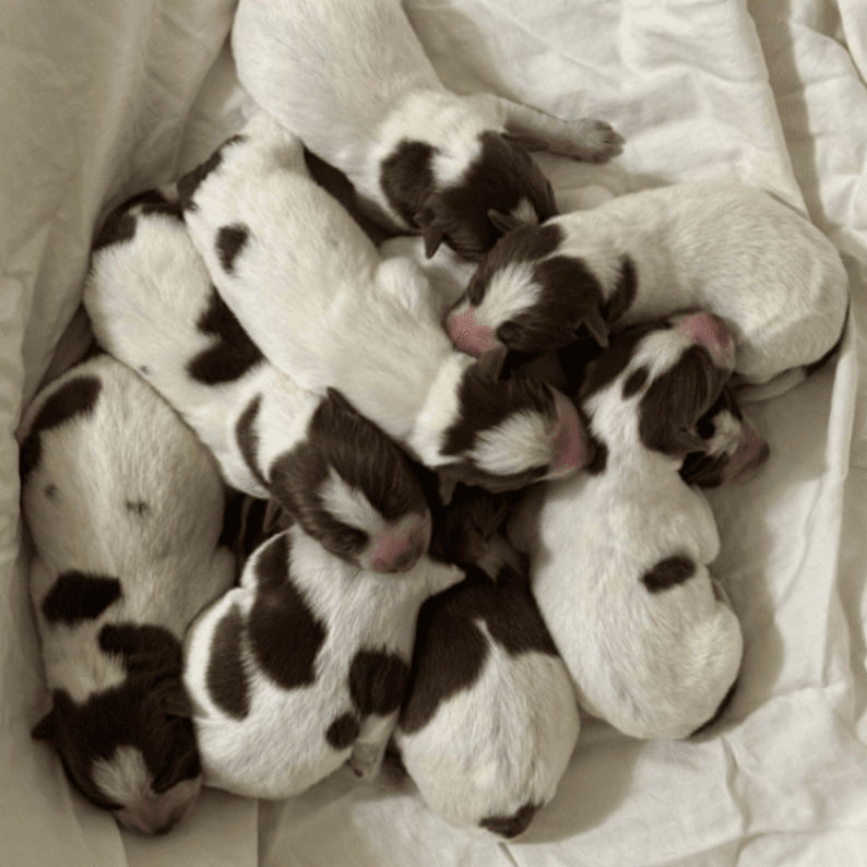 Chocolate Heelers