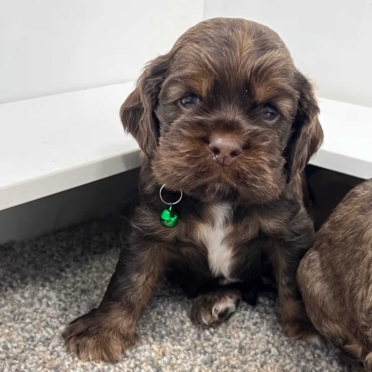 American Cocker Spaniel ~Snickers