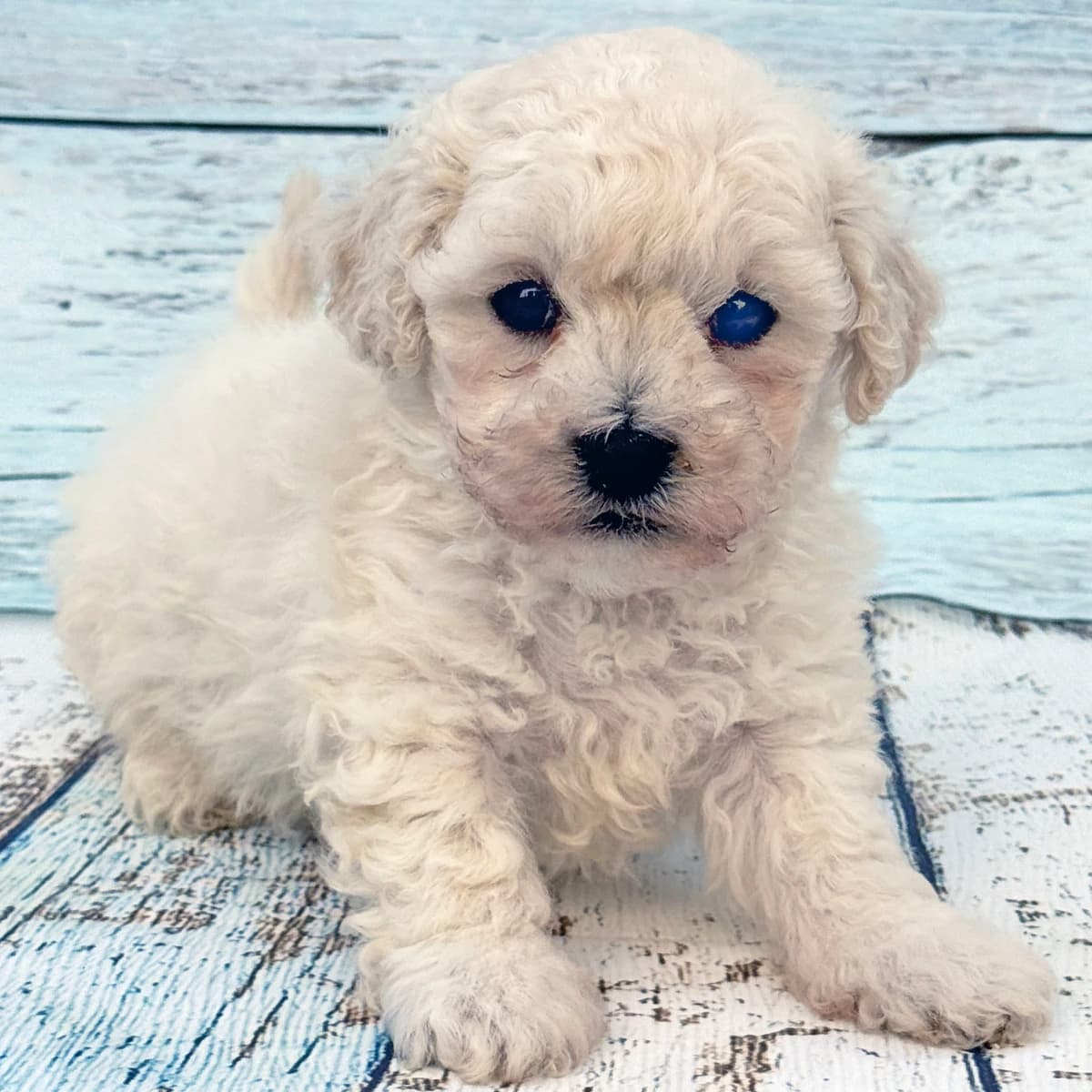 1 Bichon Frise Boy