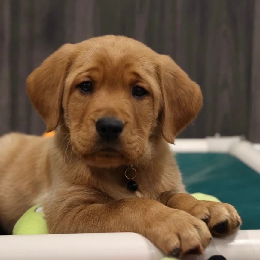 Leo -Goldador Pups