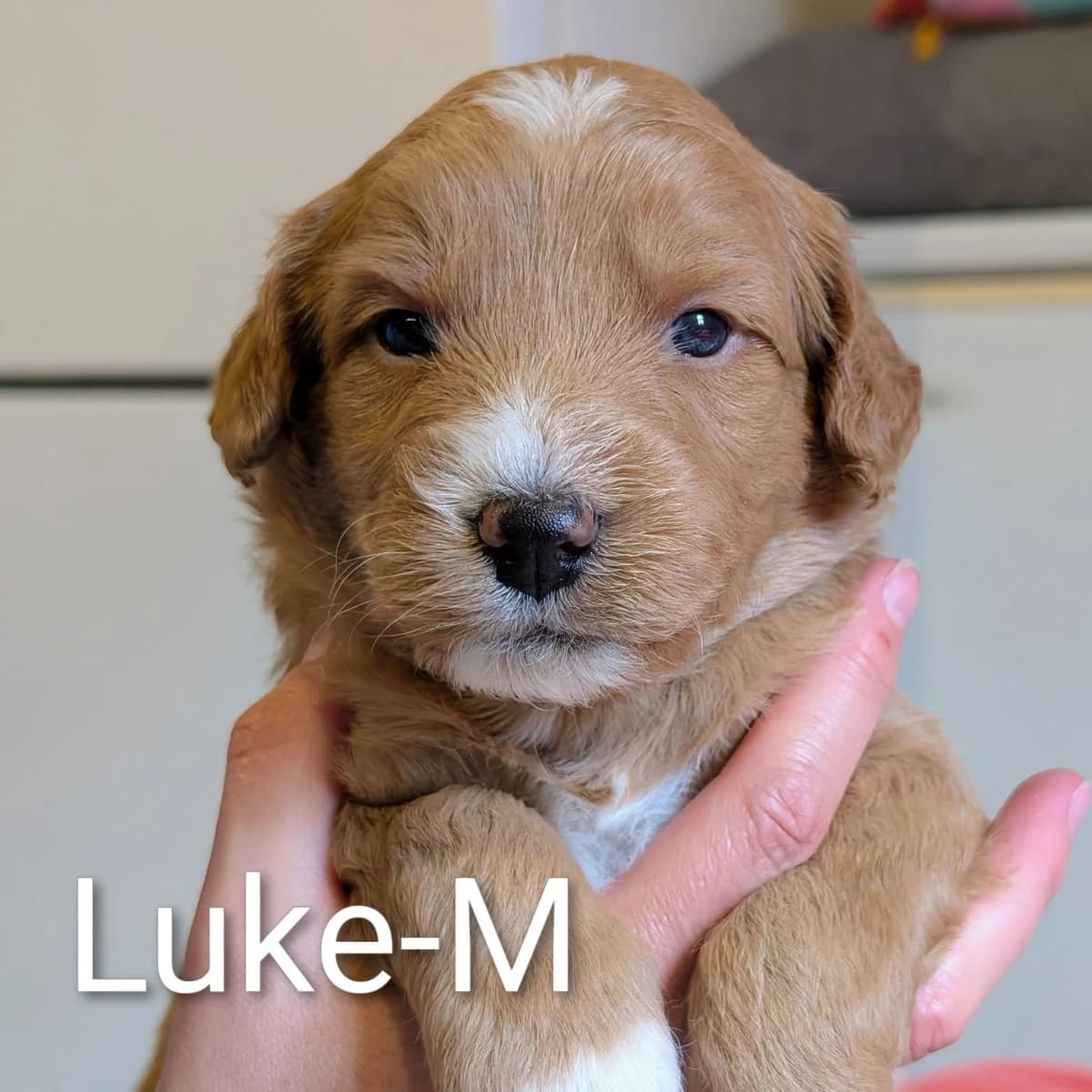 Élevage Pattes d'ours _ Luke (bleu)