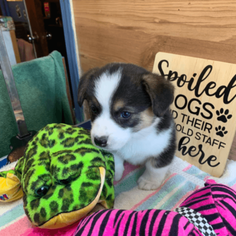 Corgi