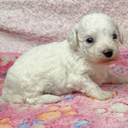 Bichon Frise Females