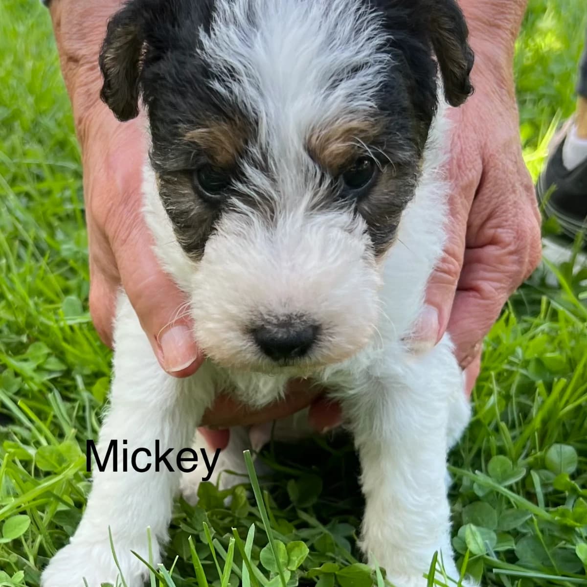 Wirehaired Fox Terrier Mickey