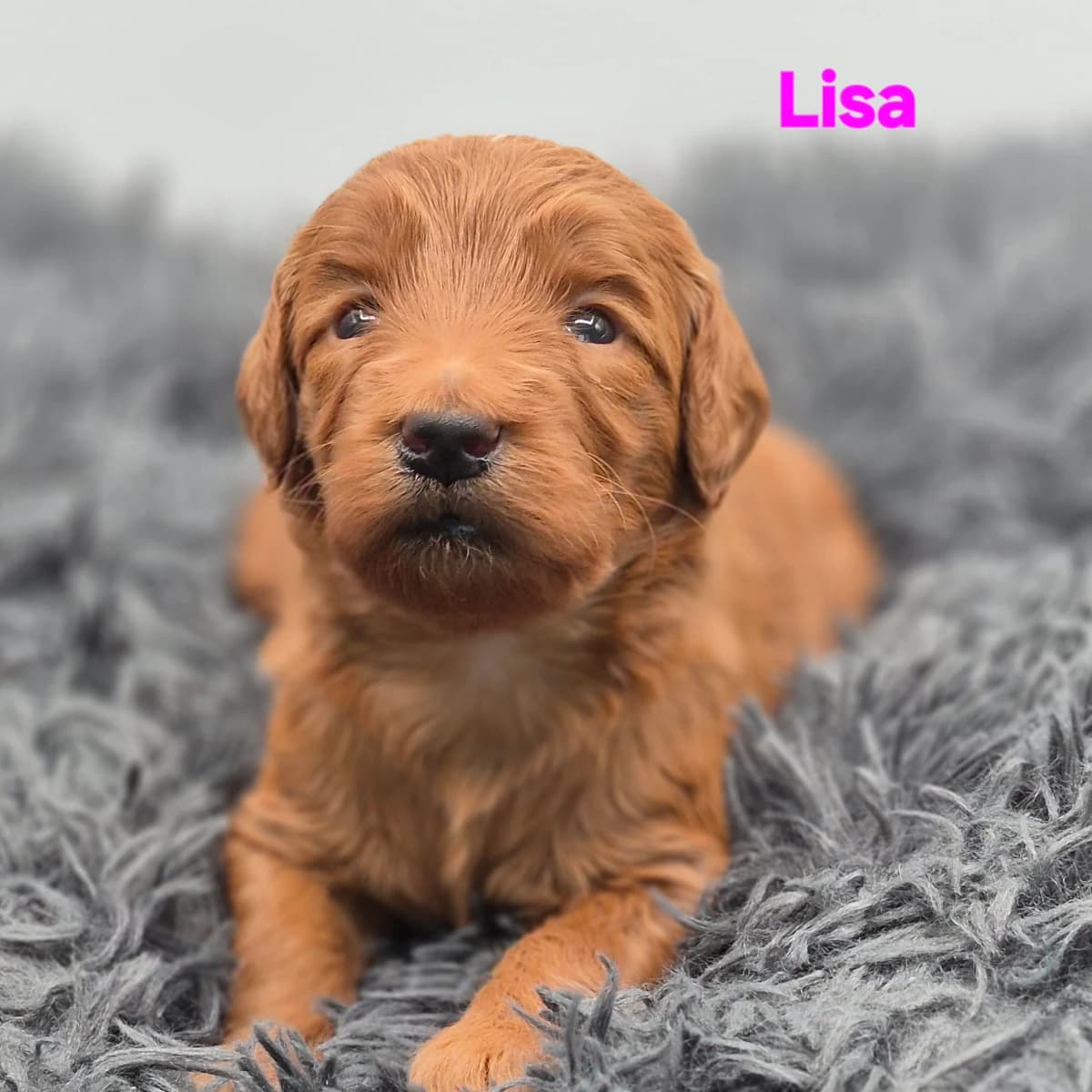 Labradoodle Puppies