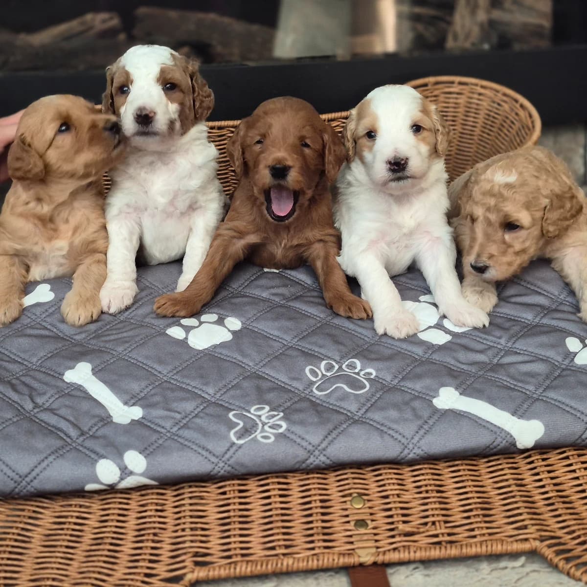 Spring 2027 Labradoodle Puppies