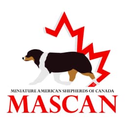 Miniature American Shepherds of Canada