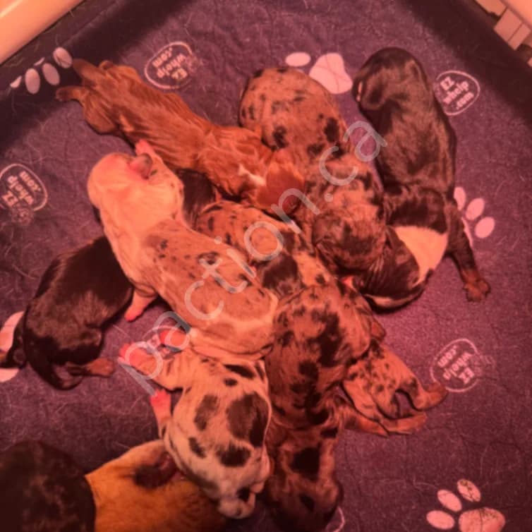 Miniature Dachshund Smooth Coats