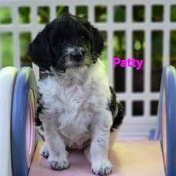 Labradoodle Puppies are here!