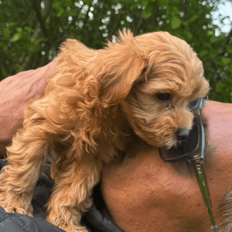 MaltiPoo