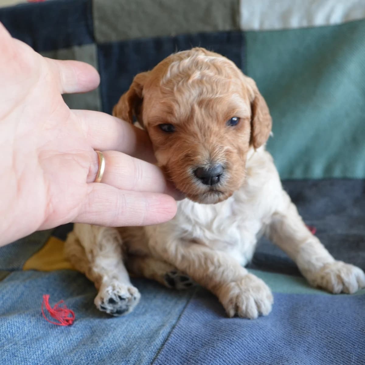 Nugget
