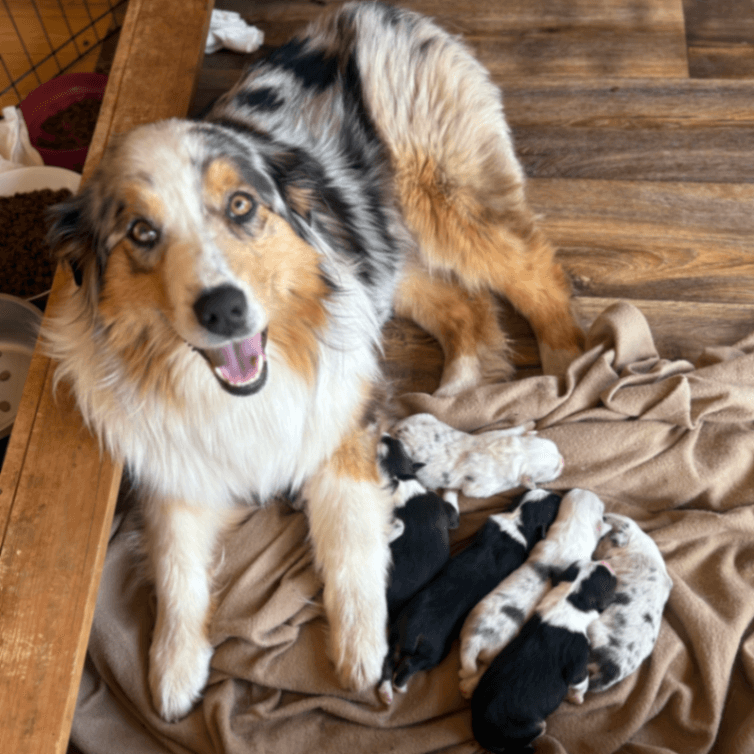 CKC Australian Shepherds
