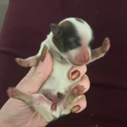 White & Brown Female