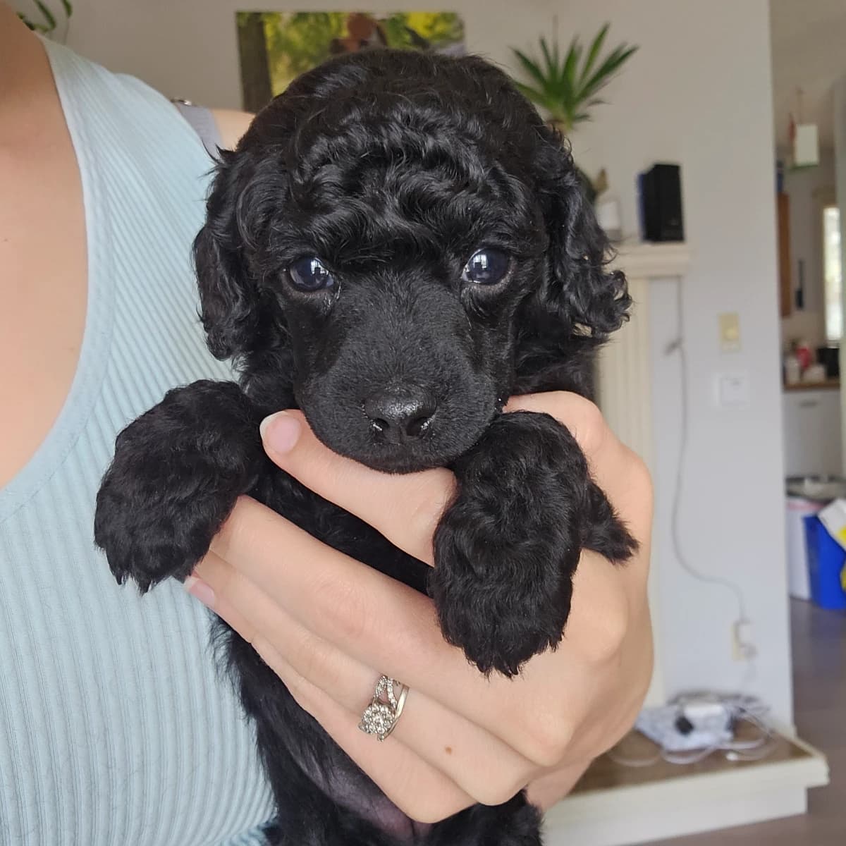 CKC Toy Poodle Puppies - Fully Health Tested Parents, Puppy Culture Raised