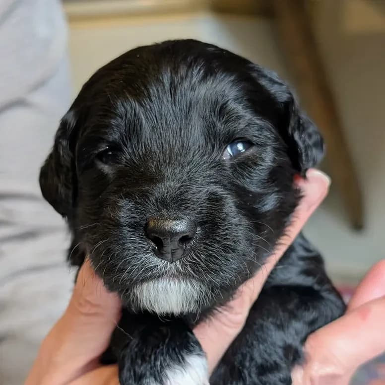 Élevage Pattes d'ours _ Qi'ra (fash green)