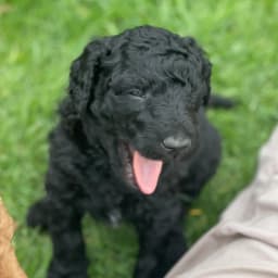 F1BB Labradoodle puppies