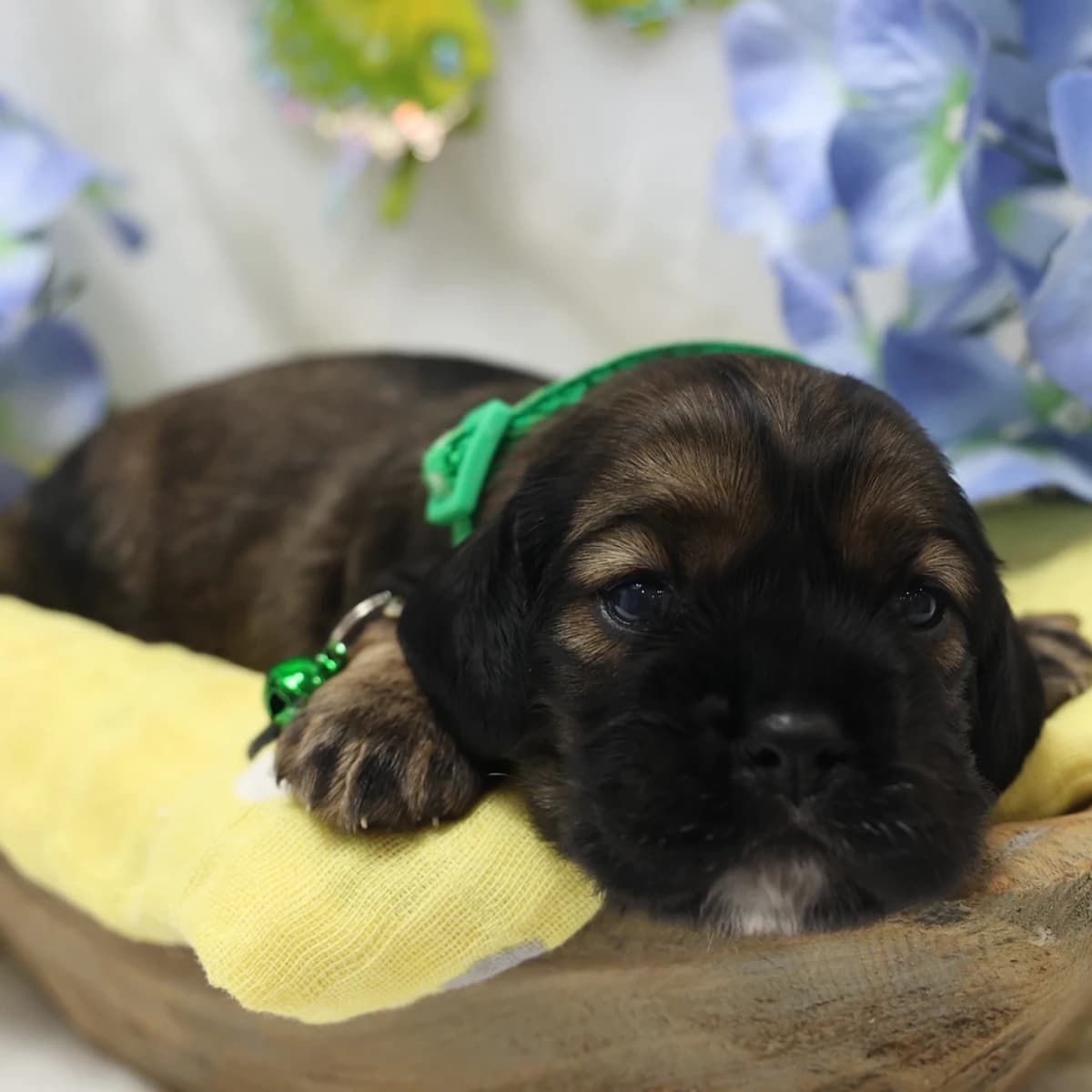 American Cocker Spaniel ~Rolo