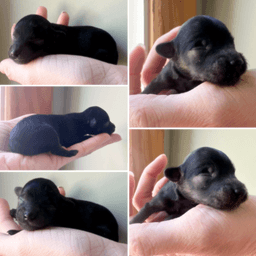 Black & tan Maltipoo