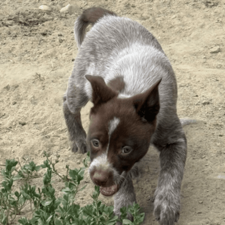 Chocolate Heelers