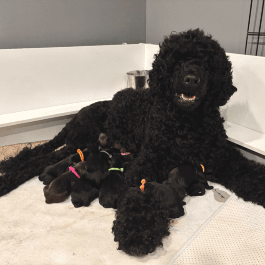 CKC Registered Portuguese Water Dogs