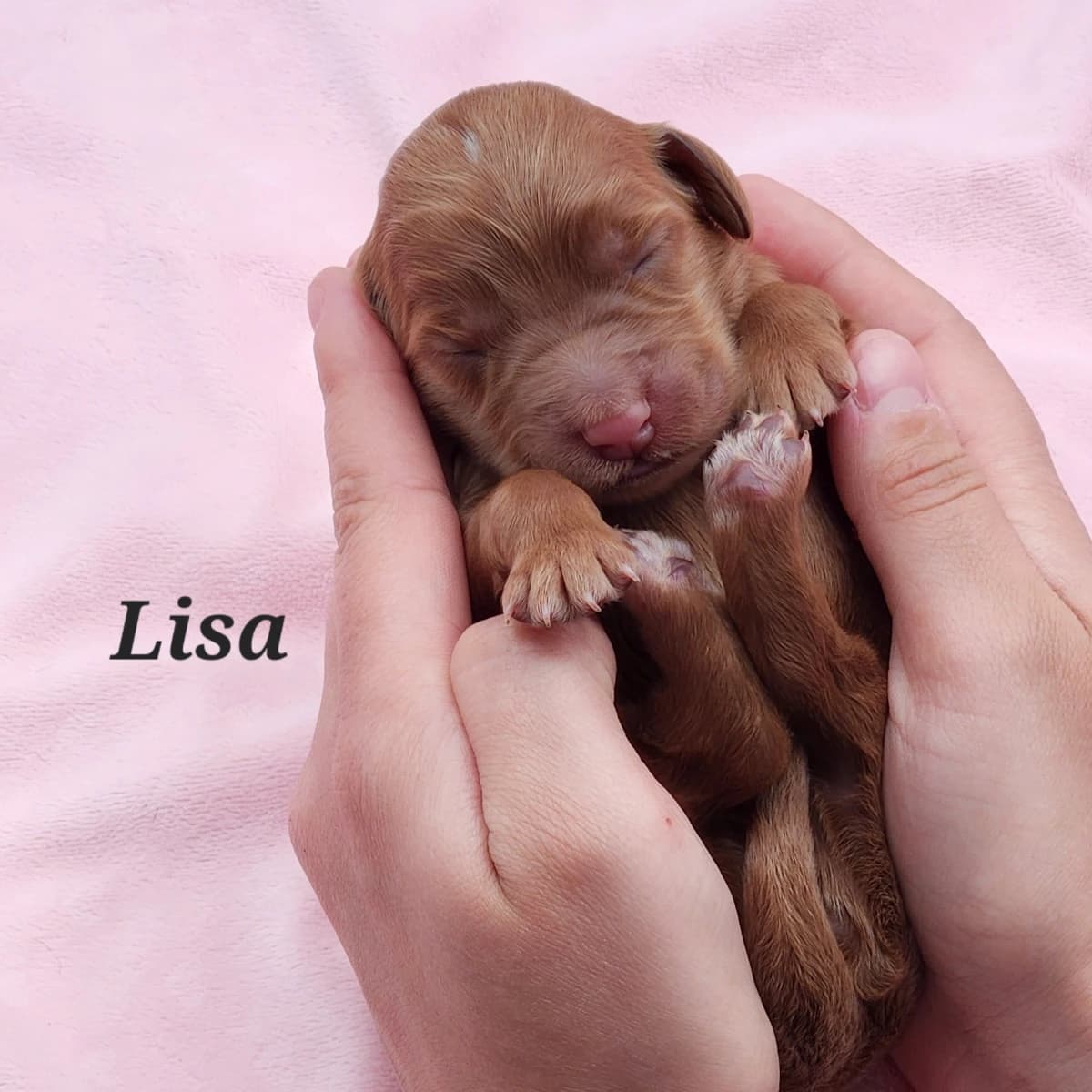 Labradoodle Puppies