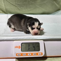 F3 pomsky puppy