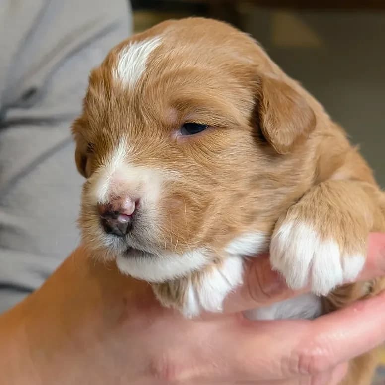 Élevage Pattes d'ours _ Jedi (orange)