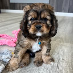 American Cocker Spaniel ~Twix